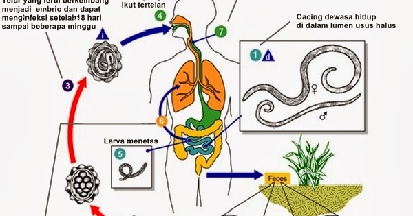 Gambar daur hidup nemathelminthes, Nemathelminthes ascaris lumbricoides