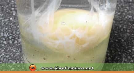 Huevo de la Limpia de Huevo: manchas negras y puntos rojos