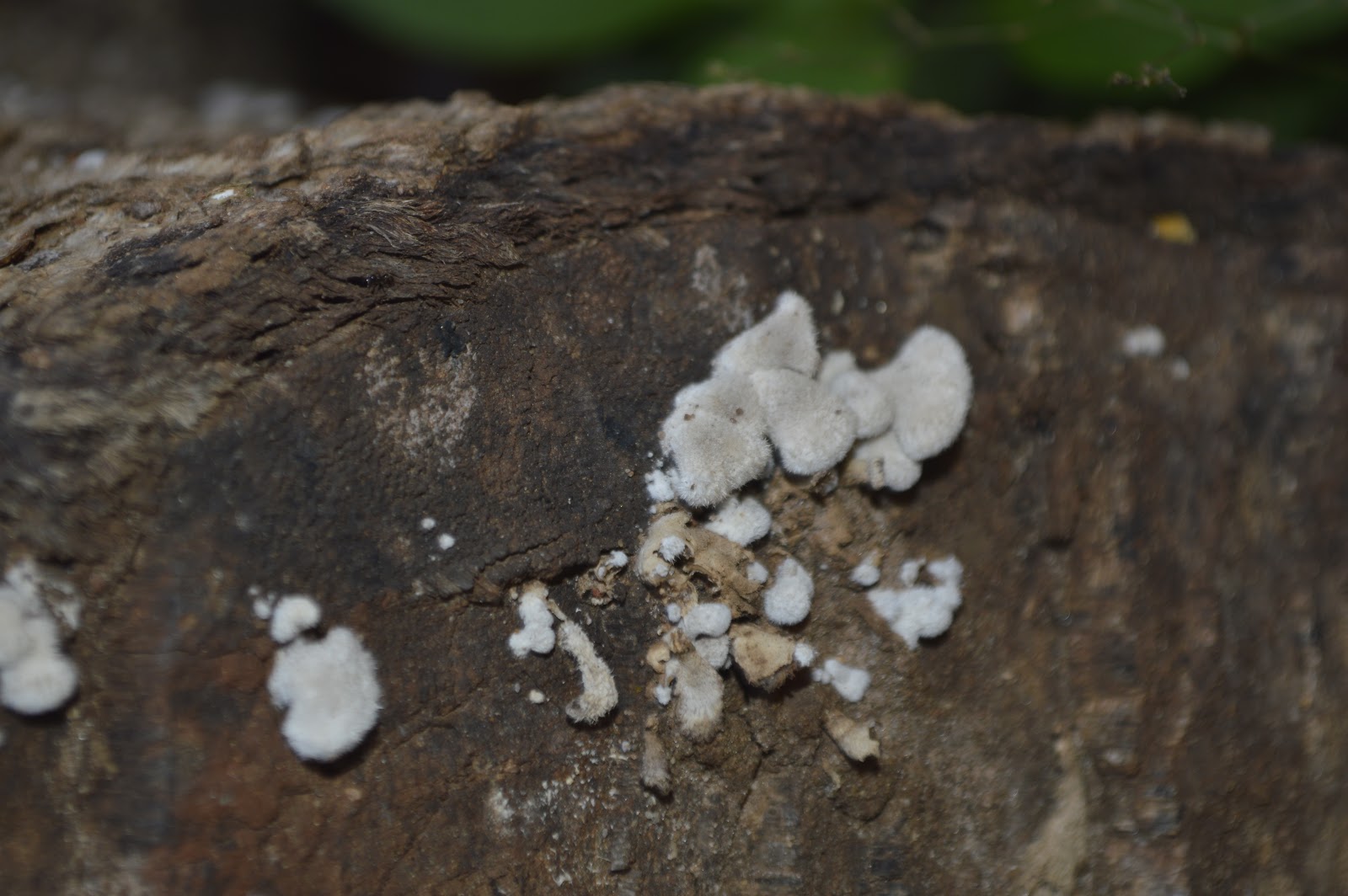 MAMALAND MUSHROOM FARMS. MEDICINAL BUT LETHAL SCHIZOPHYLLUM COMMUNE.