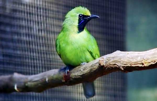 Harga Burung Cucak Ijo Terbaru 2019 Abang Murai