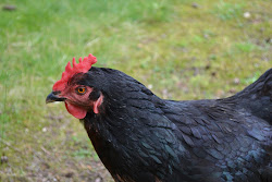 chicken coop cavegirls angie remodel oasis suburban northwest