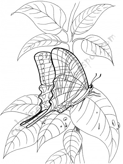 Butterfly Coloring Pages