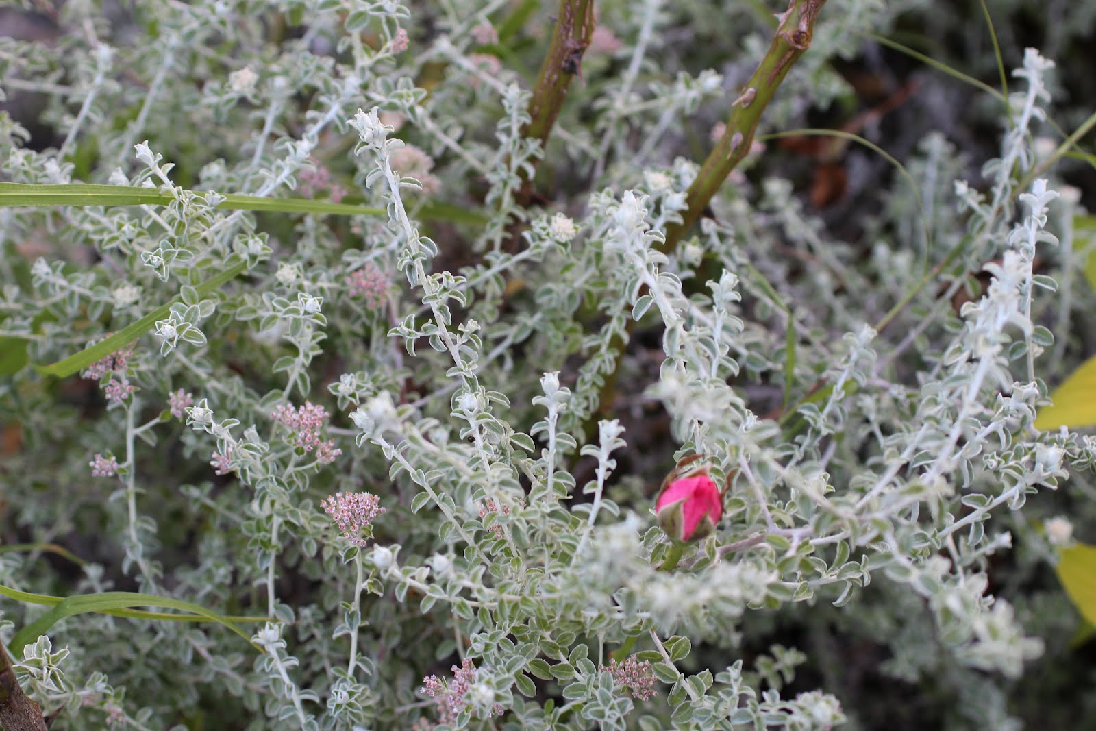 Florez Nursery Helichrysum petiolare minus 'Silver Mist'