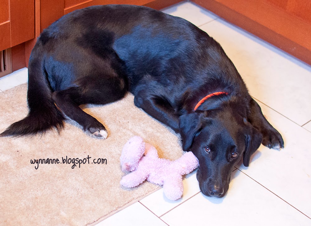 Wynn Anne's Meanderings More Ways my Dog is Like a Toddler