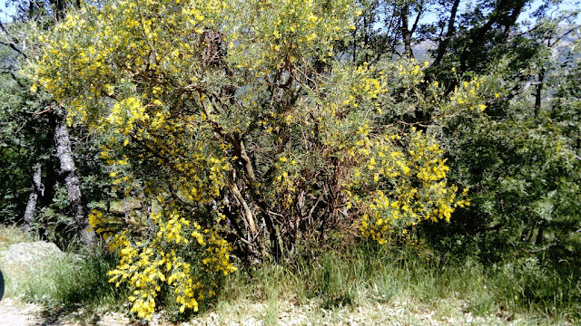 Retama amarilla (Retama sphaerocarpa (L.) Boiss.).