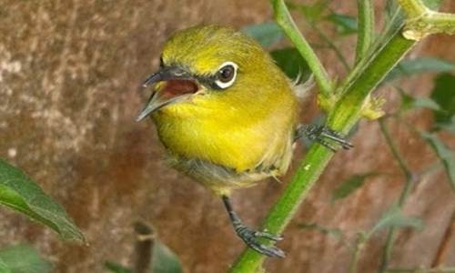 Cara Melatih Mental Pleci Agar Buka Paruh Ala Jawara