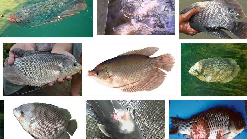 Ikan gurami dapat dipelihara dengan ikan air tawar lainnya cara ini disebut