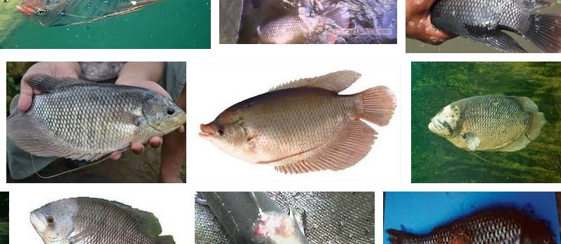 Ini Dia Cara Mengatasi Penyakit Ikan Gurame yang Sudah Teruji