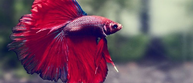 Langkah-Langkah Budidaya Ikan Cupang (Talking Gourami) untuk Usaha dan Bisnis Ikan Hias
