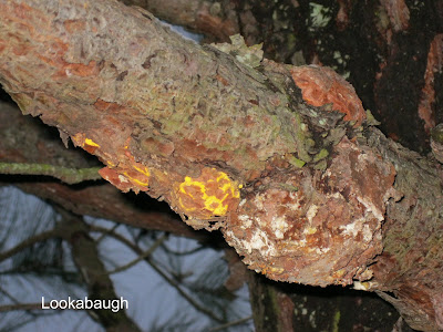 NCSU PDIC: Fusiform Rust: What's that orange stuff on my pine tree?