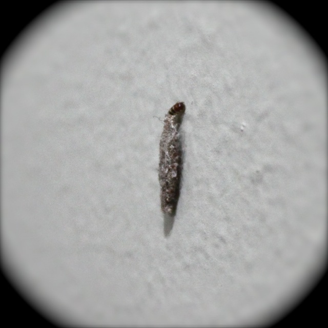 My Mom Friday What Insect Is This