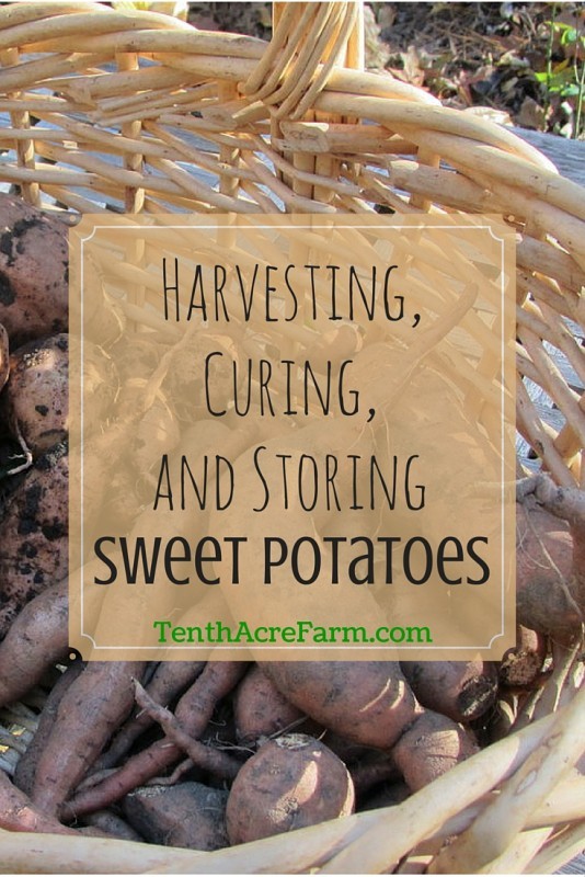 Easy Tips, How to Plant and Grow Sweet Potatoes, Growing Sweet Potatoes