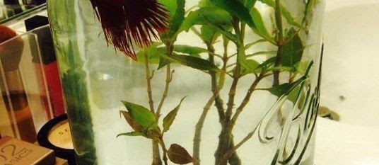 Model Aquarium Toples Unik Harga Murah
