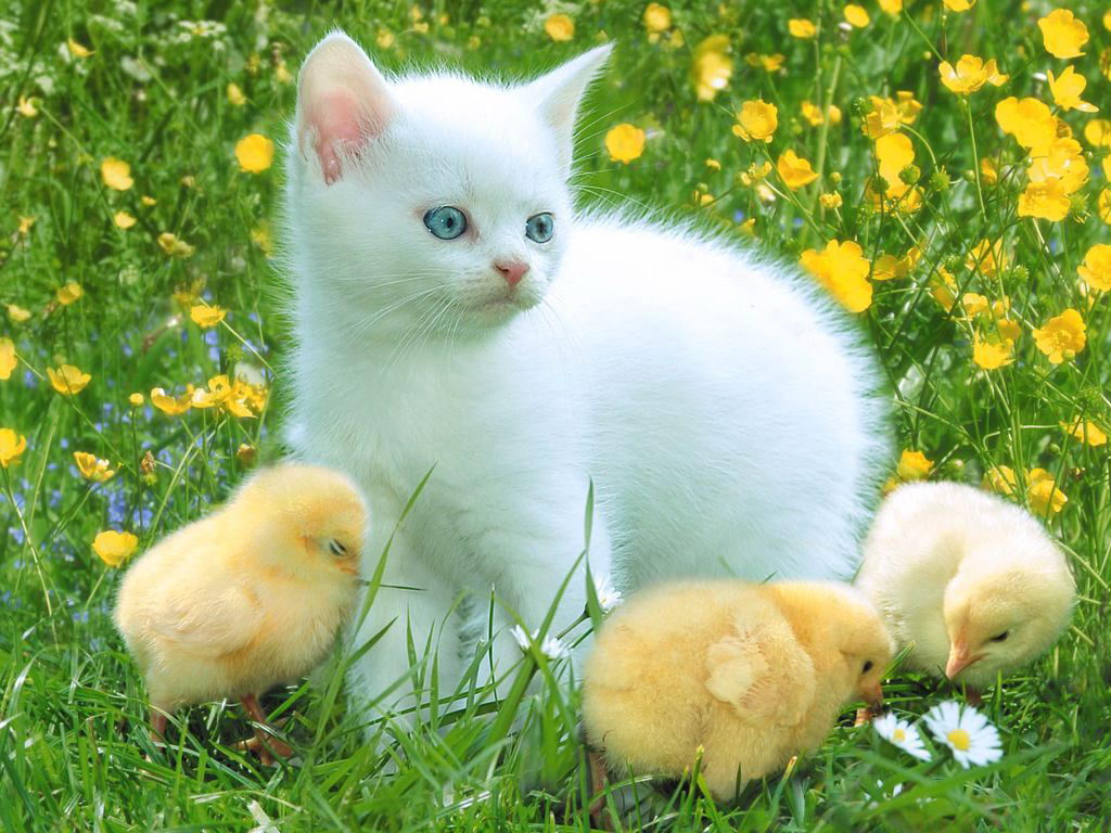 Images For Beautiful White  Cute  Cat  Pictures Photos 