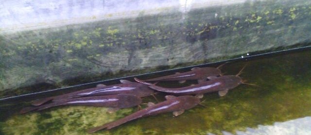Cara Ternak Lele Sangkuriang di Semua Kolam