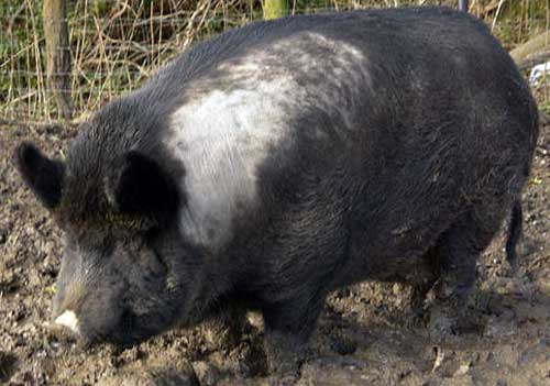 hybrid animal - iron age pig