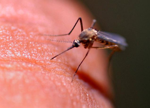 Animal Quick Facts: Why Mosquitoes Bite Some People More ...