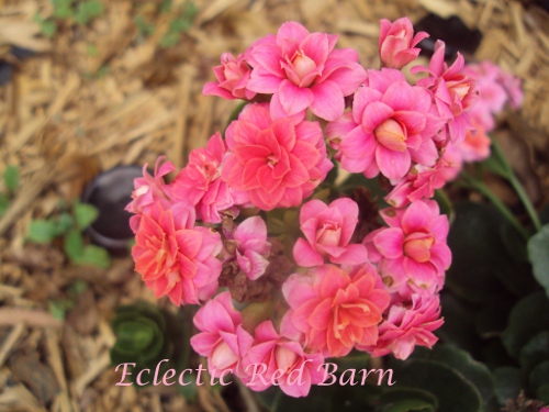 Rose Bouquet Kalanchoes 