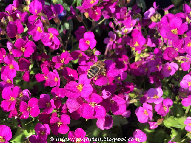 Biene auf violetter Blüte