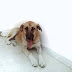 Ηγουμενίτσα: Χάθηκε σκύλος - βοηθήστε να επιστρέψει στην οικογέννειά του