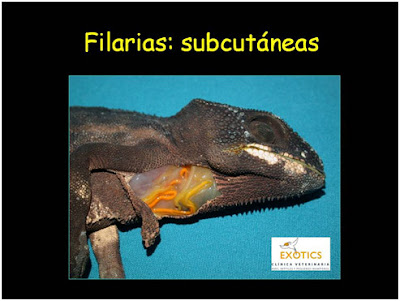 Filarias subcutáneas