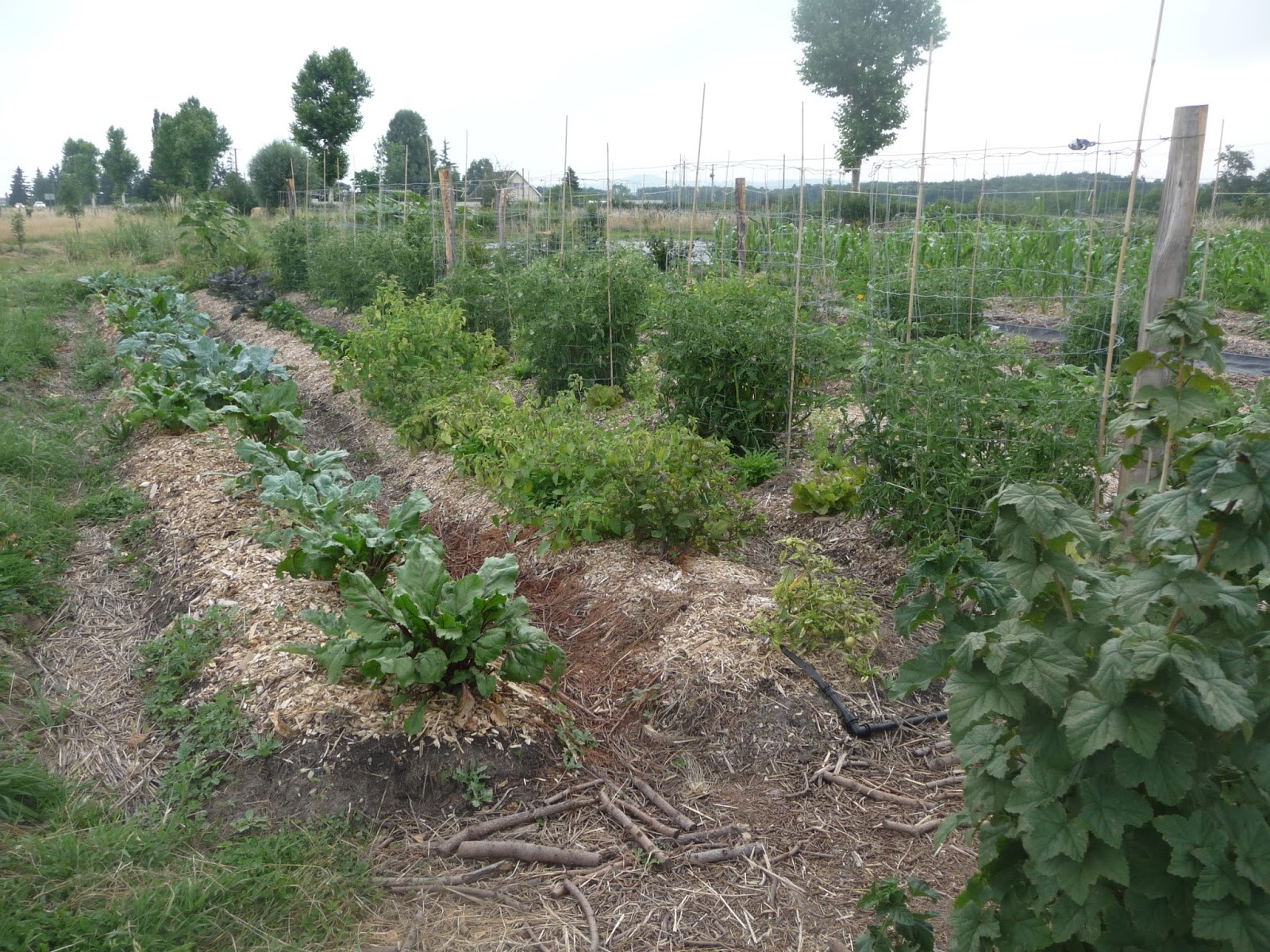 AgriCulture Quand la canicule s