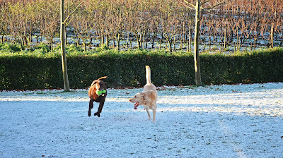 Flying Dogs To Italy : Boomer and Harley playing catch under the Tuscan sun at Borgo del Molinello