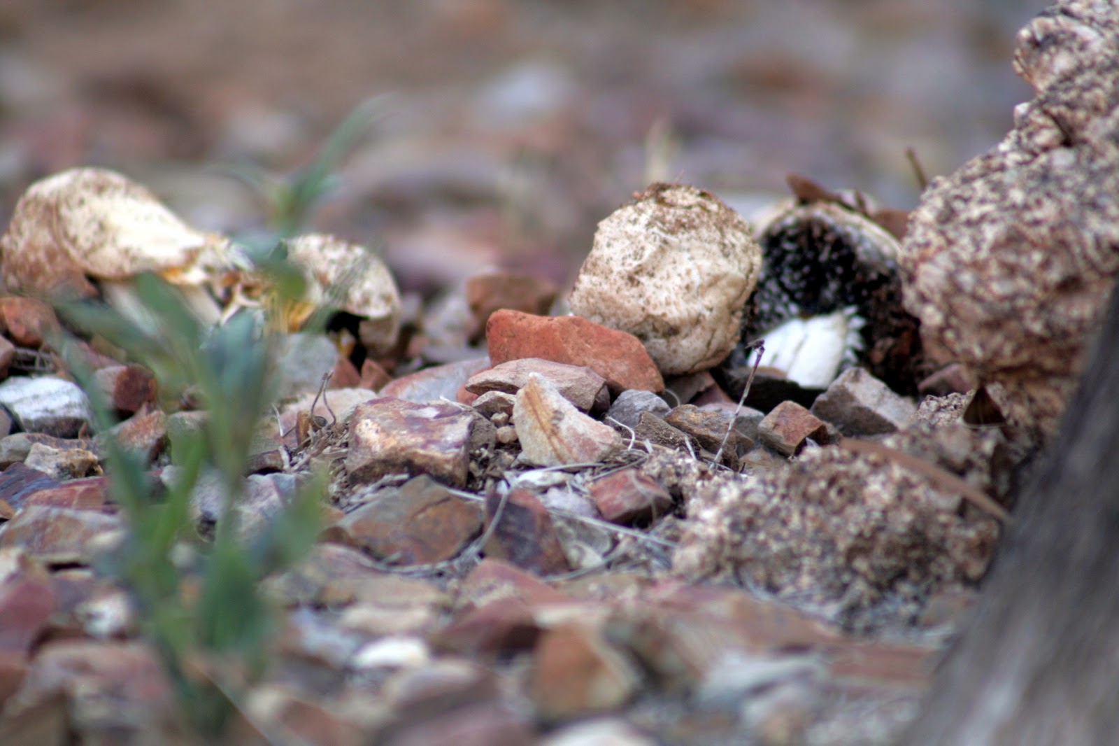430 Breezy Lane mushrooms in the desert?