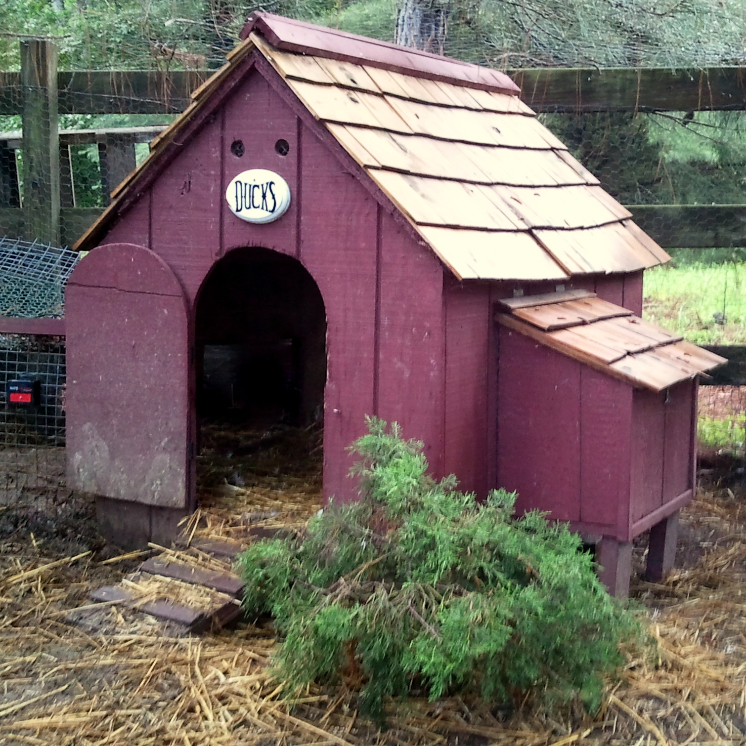 Converting a Dog House for Ducks Fresh Eggs Daily® with Lisa Steele