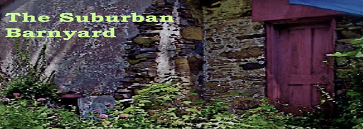 The Suburban Barnyard