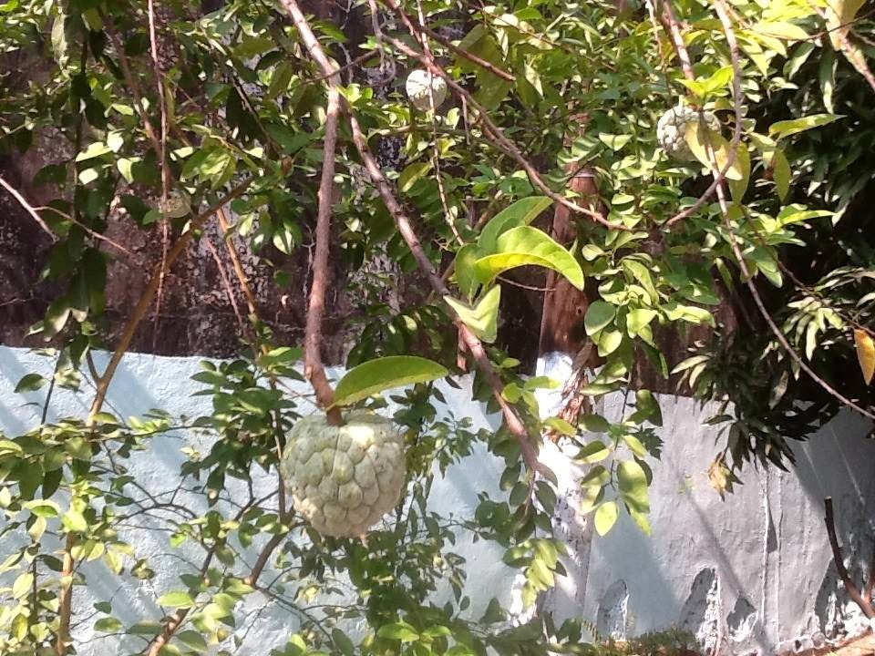 NATIVITY HOUSE OF LEARNING NATIVITY HOUSE OF LEARNING Paranaque City