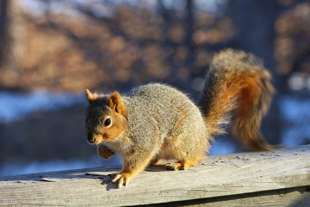 Sarah Lynn S Nature Splendor Squirrels On Deck