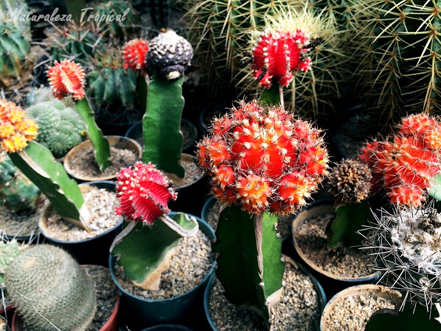 Varios injertos de cactus