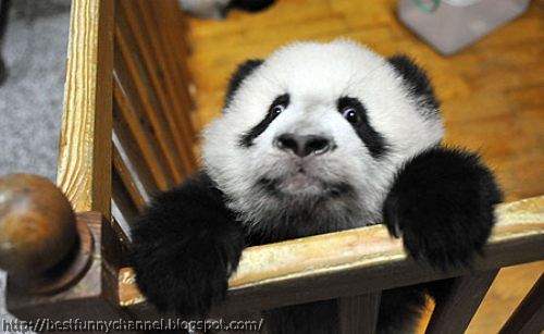 Charming panda.