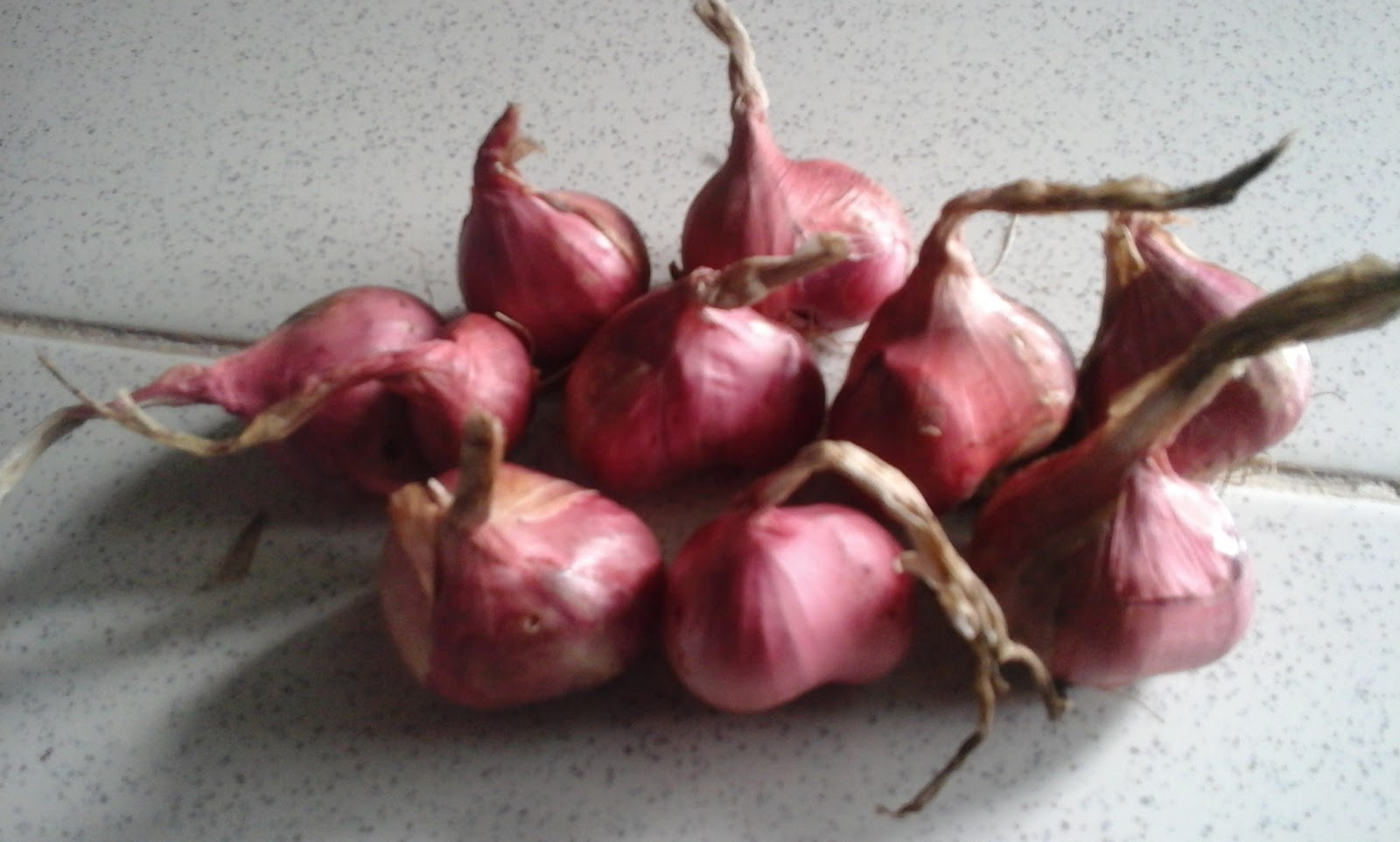 Pusat Jual Beli Bibit Bawang Merah Unggul Bibit Bawang Merah Super