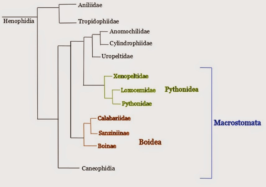 Arboreal Monsters: Current taxonomy of Boas and Pythons