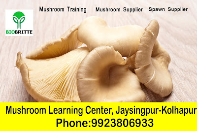 Mushroom Training Center in Maharashtra
