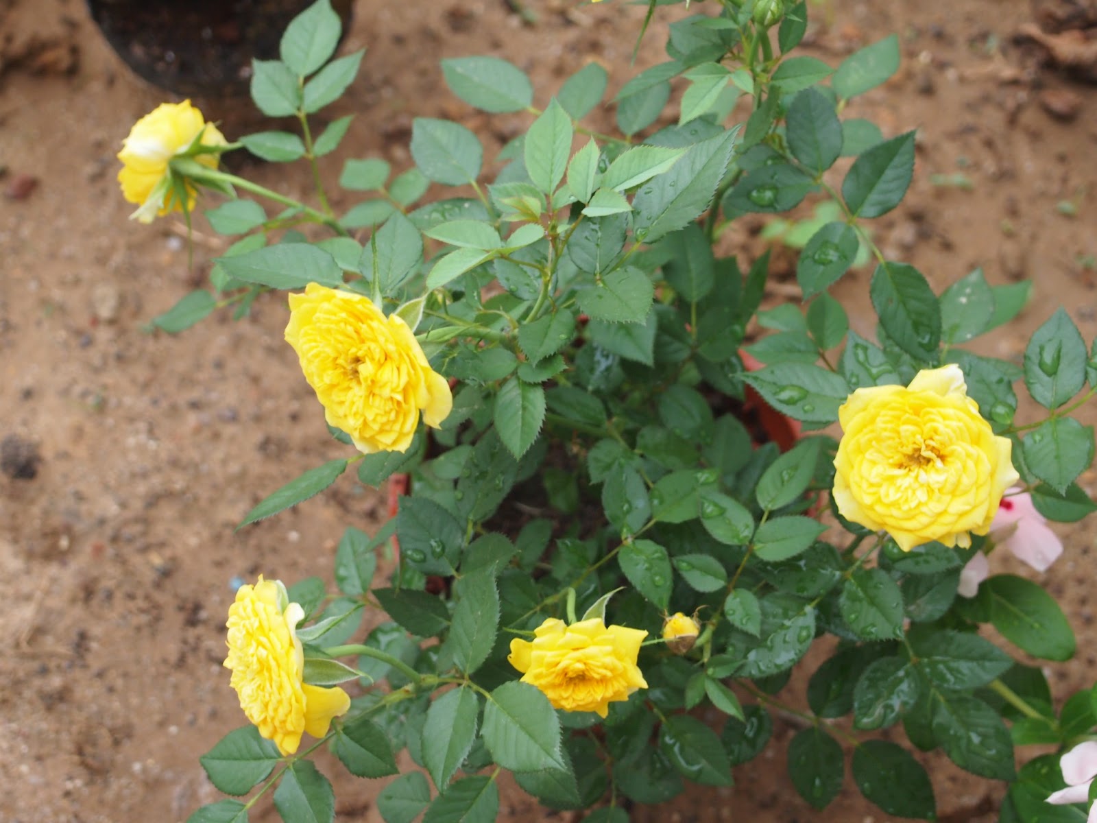 puteri manja: Koleksi bunga-bungaan