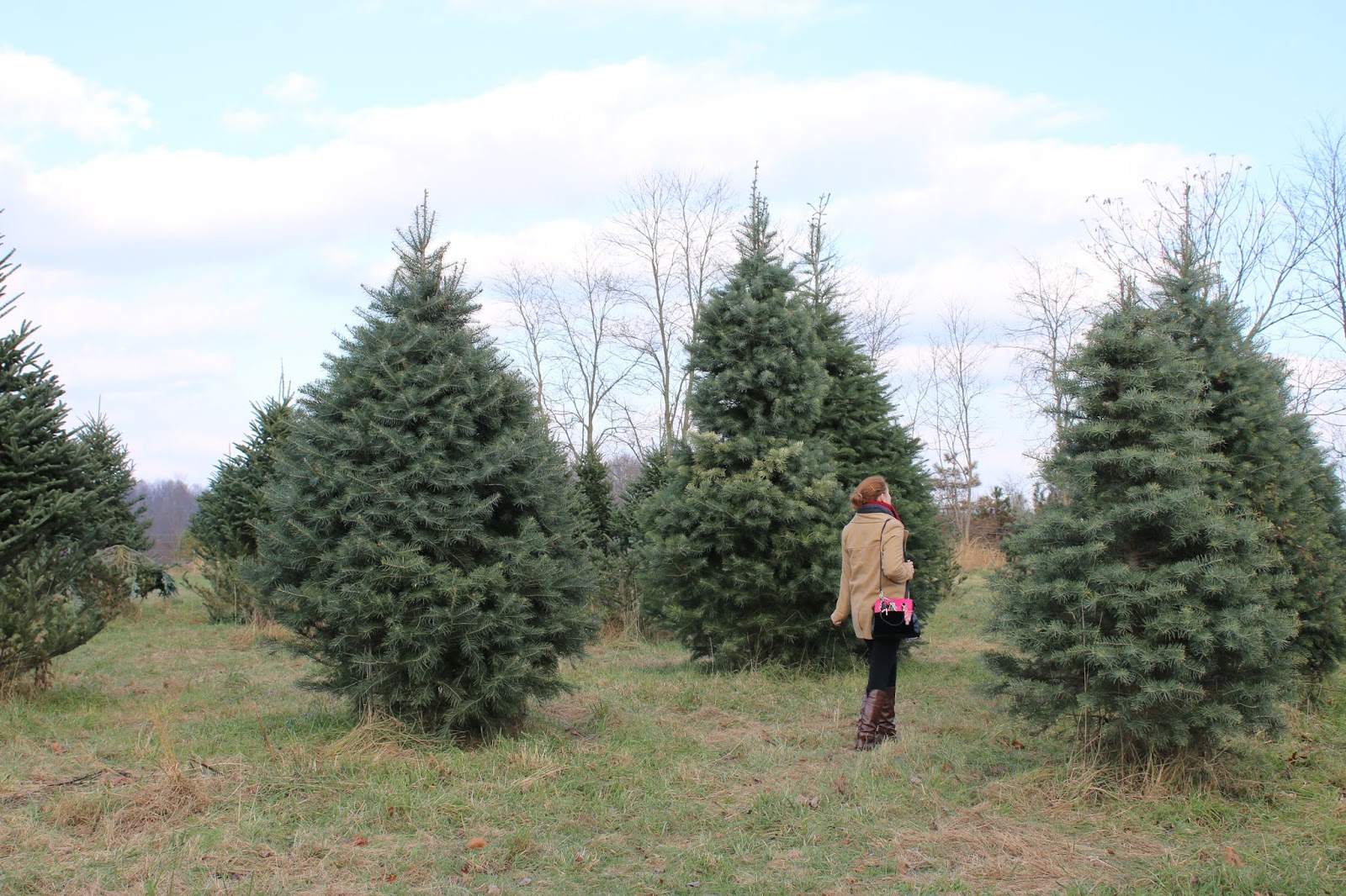 Cutting a Christmas Tree at EMar Acres in Indiana County Interesting