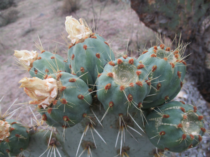 El nopal - blog 11