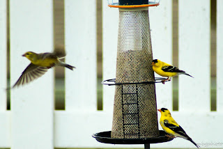 http://www.zazzle.com/mbgphoto