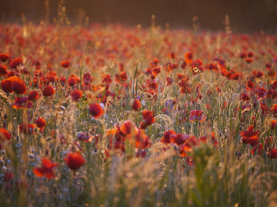 life between the flowers : Red Poppies of Flanders Fields