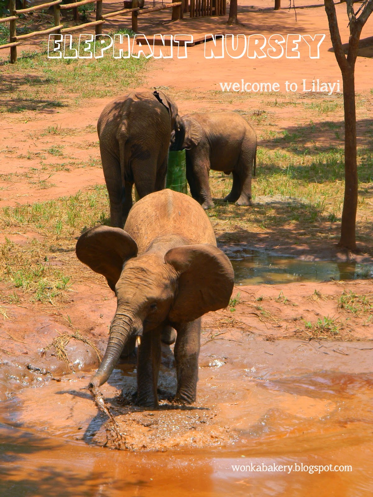 una domenica all'orfanotrofio degli elefanti!