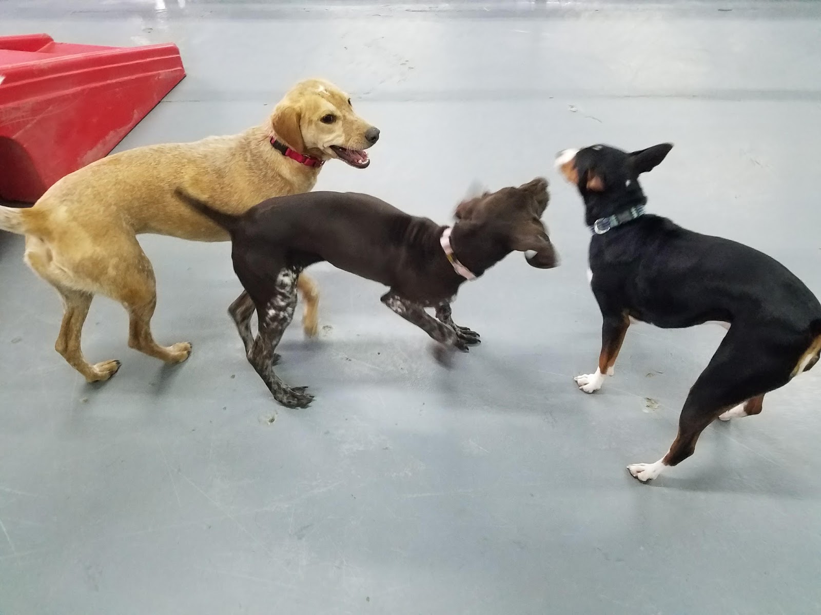 Hoosier Doggy Daycare and Boarding Doggy of the Week... Jack!