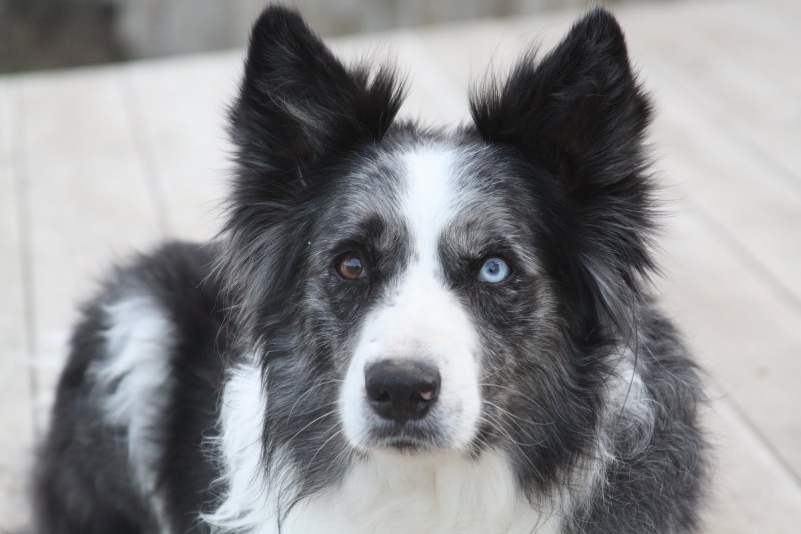 Knotty Pine Ranch Beautiful Blue Merle Border Collie in