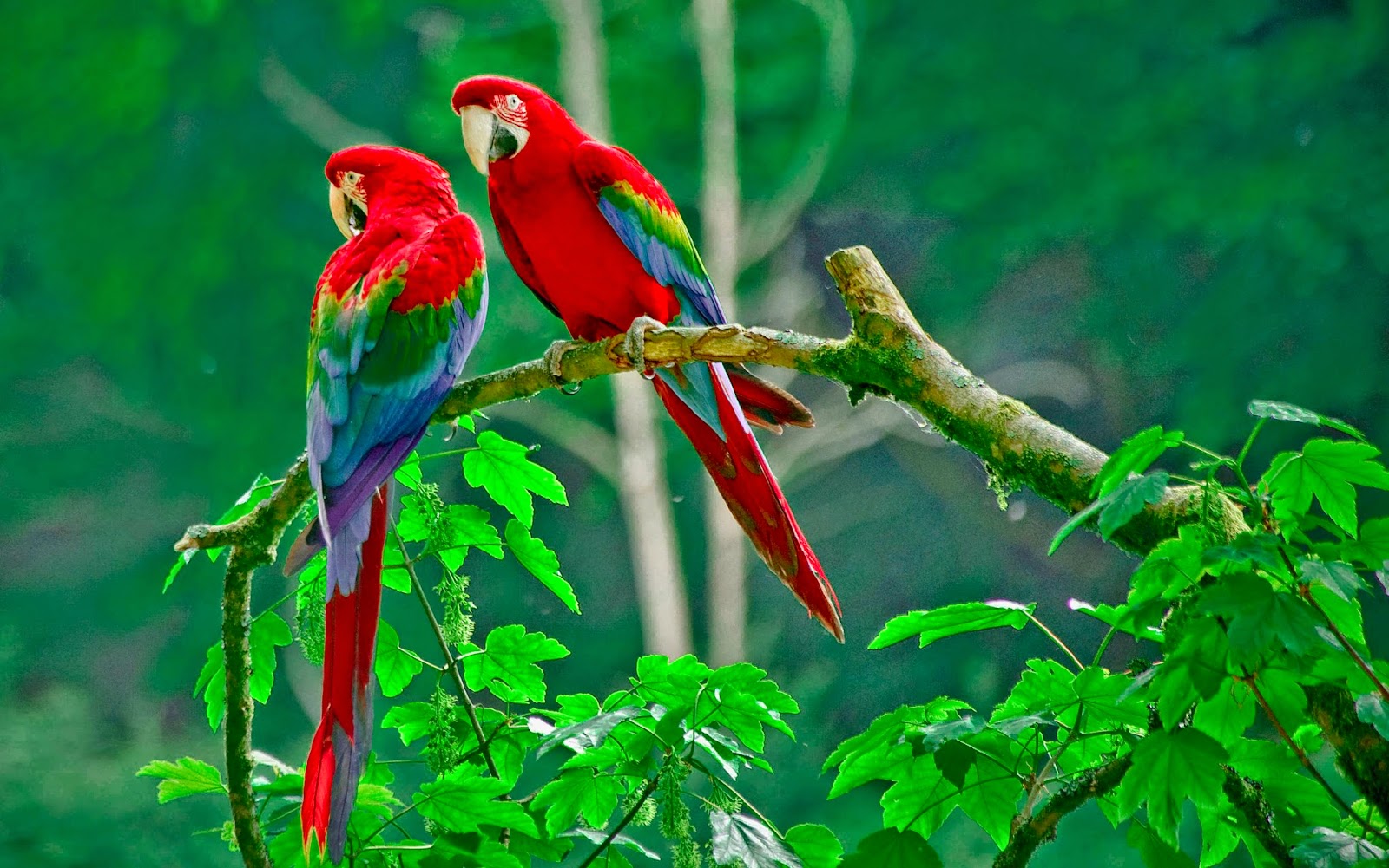 Gambar Burung Wallpaper Hd | Burung Muda BeNG