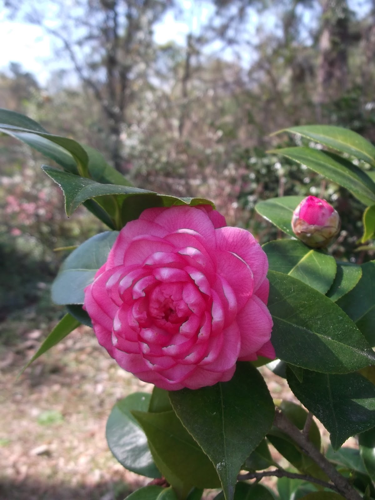 Secrets of a Seed Scatterer March Bloom Day Late