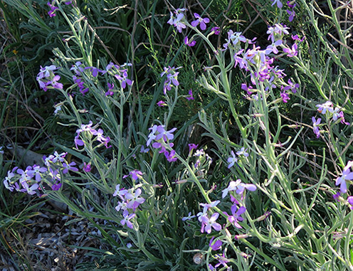 Oruga marítima (Cakile maritima) flor silvestre morada