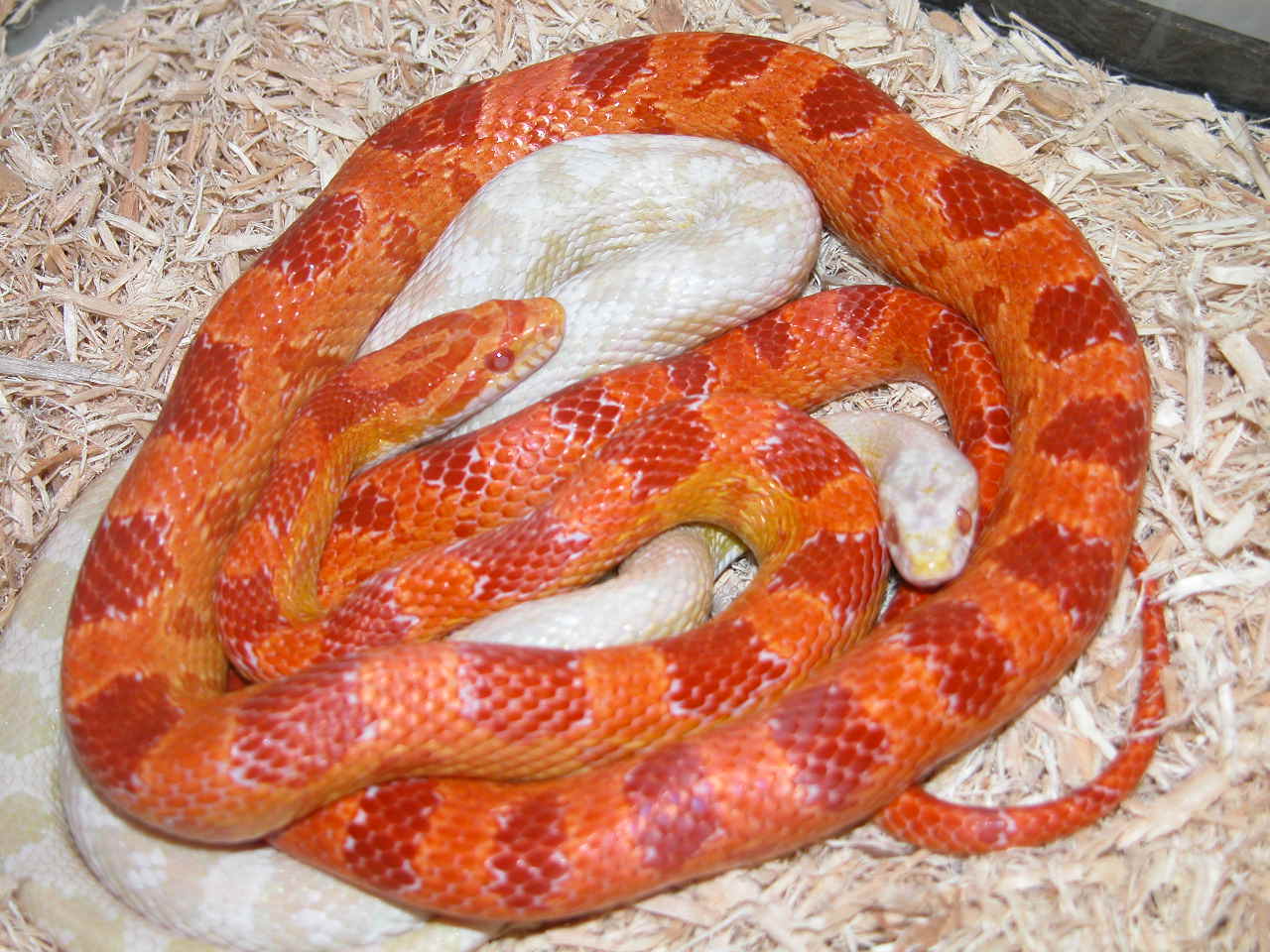 Albino Corn Snake