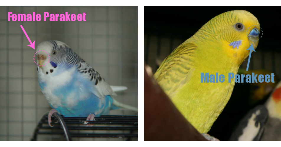 Male+and+Female+parakeet